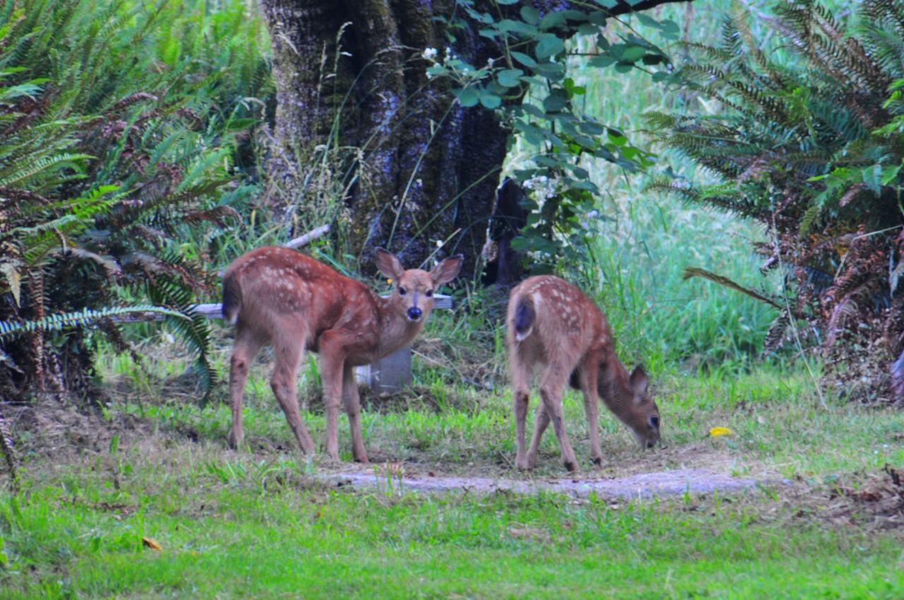 Lucky Mud Inn And Disc Golf Resort Skamokawa Eksteriør billede